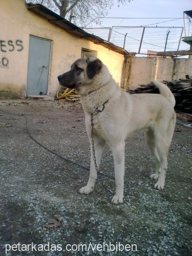 tomİ Erkek Kangal