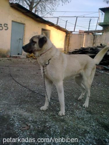 tomİ Erkek Kangal