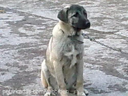 Çapkin Erkek Kangal