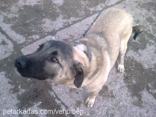 Çapkin Erkek Kangal