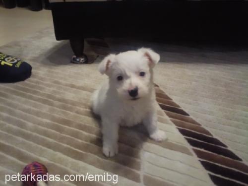 alex Erkek West Highland White Terrier