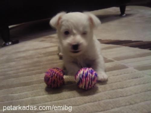 alex Erkek West Highland White Terrier