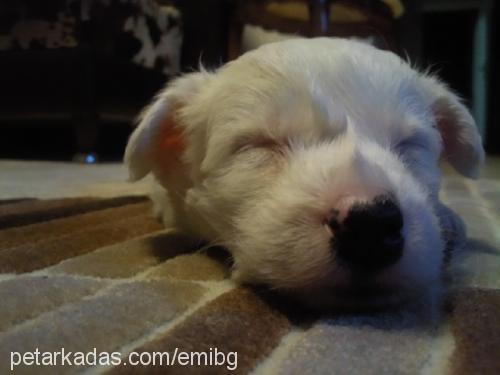 alex Erkek West Highland White Terrier