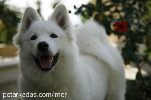 nox Erkek Samoyed