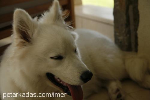 nox Erkek Samoyed