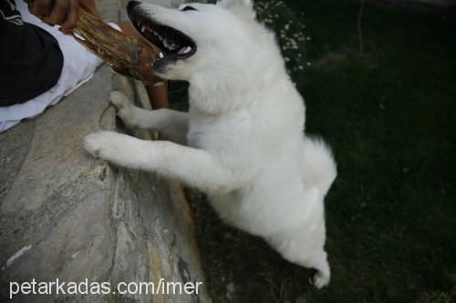 nox Erkek Samoyed