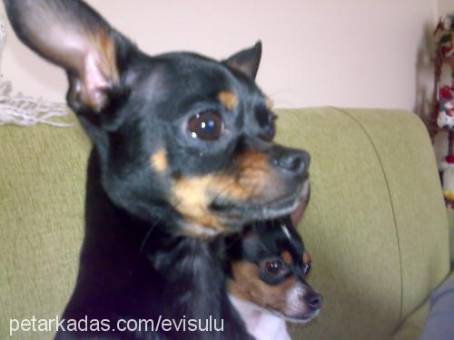 paşa Erkek Chihuahua