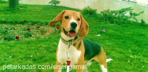 bross Erkek Beagle