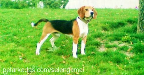 bross Erkek Beagle