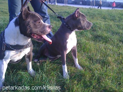 dora Dişi Amerikan Staffordshire Terrier