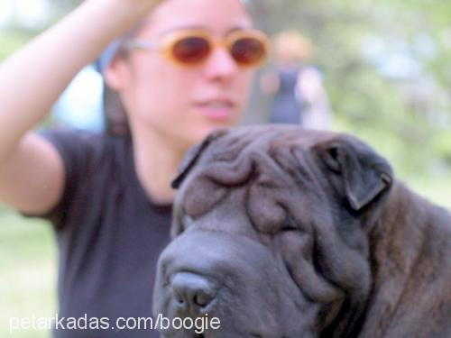 boogie Dişi Çin Shar-Pei