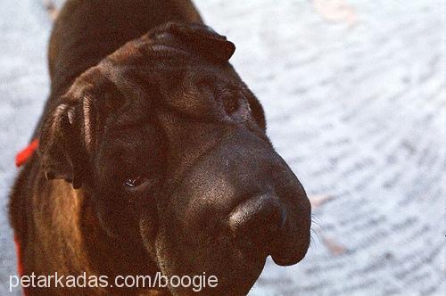 boogie Dişi Çin Shar-Pei