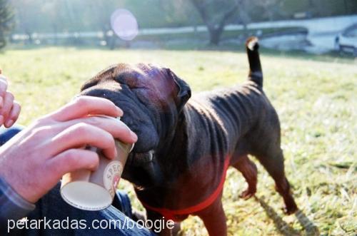 boogie Dişi Çin Shar-Pei