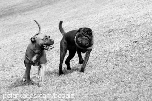 boogie Dişi Çin Shar-Pei