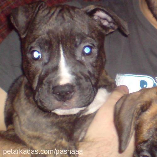 daxter Erkek Amerikan Staffordshire Terrier