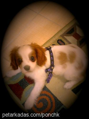 ponchİk Dişi Cavalier King Charles Spanieli