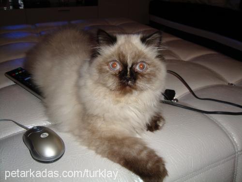 dipsy Dişi Himalayan