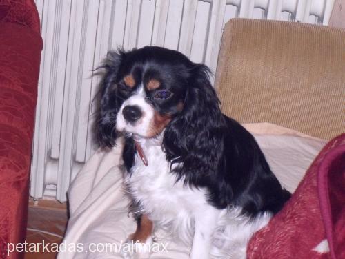 afl Erkek Cavalier King Charles Spanieli