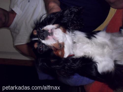 afl Erkek Cavalier King Charles Spanieli