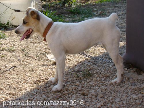 cİklet Dişi Jack Russell Terrier