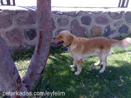 max Erkek Golden Retriever