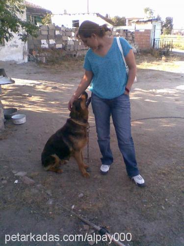 lady Dişi Rottweiler