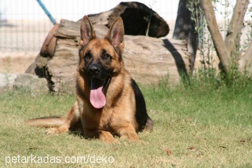 arko Erkek Alman Çoban Köpeği