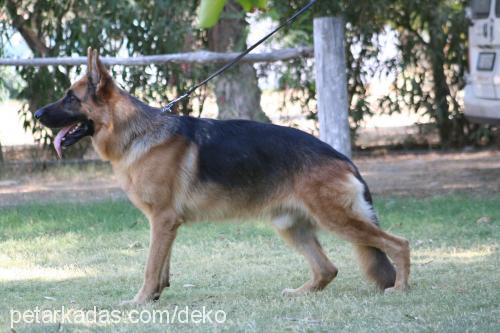 arko Erkek Alman Çoban Köpeği