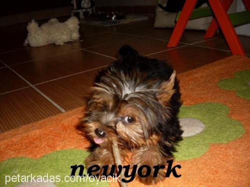 kateminie Dişi Yorkshire Terrier