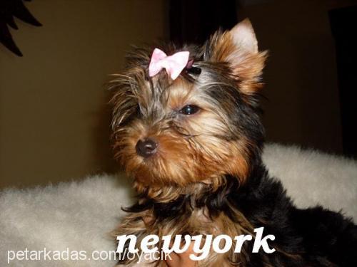 kateminie Dişi Yorkshire Terrier