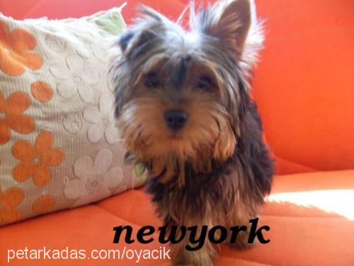 kateminie Dişi Yorkshire Terrier