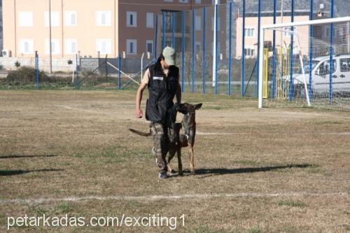 anubis Erkek Belçika Malinois