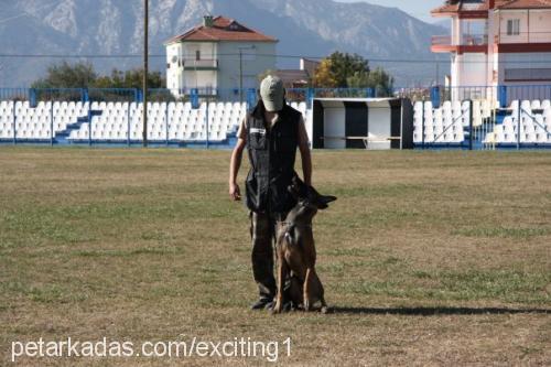 anubis Erkek Belçika Malinois