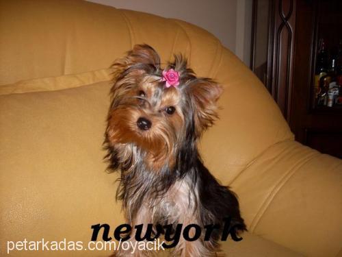 kateminie Dişi Yorkshire Terrier