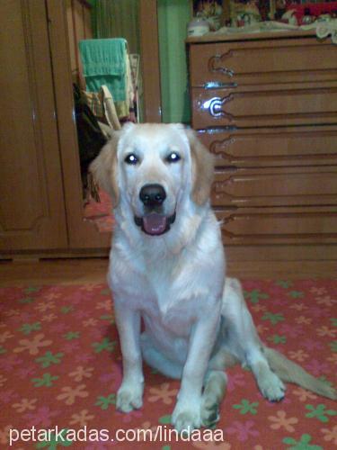 duman Erkek Golden Retriever