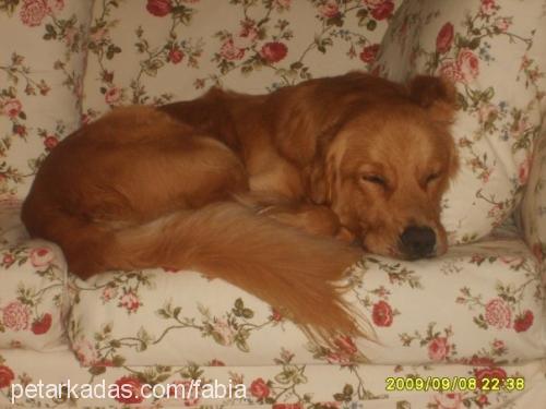 fabia Erkek Golden Retriever