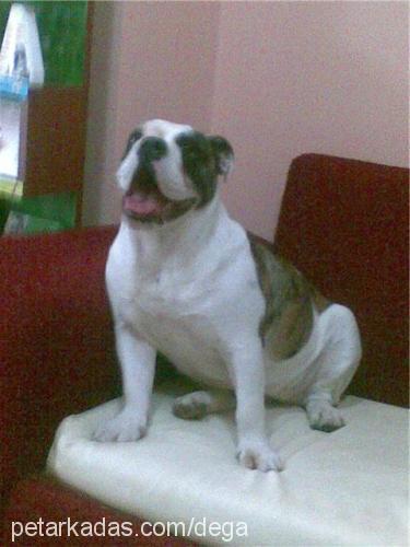 dega Dişi İngiliz Bulldog