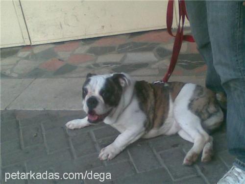 dega Dişi İngiliz Bulldog