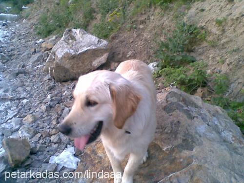 duman Erkek Golden Retriever