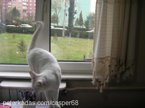 casper Dişi Ankara Kedisi (Angora)