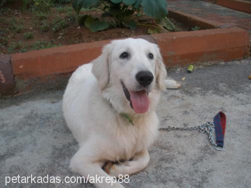 boris Erkek Golden Retriever