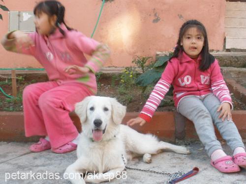 boris Erkek Golden Retriever