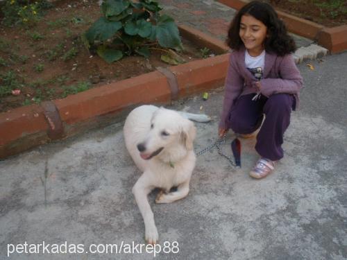 boris Erkek Golden Retriever