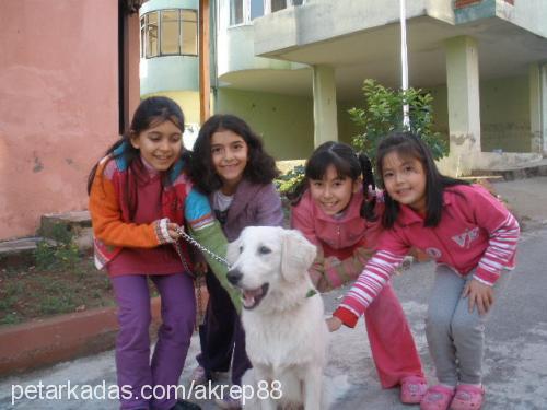 boris Erkek Golden Retriever