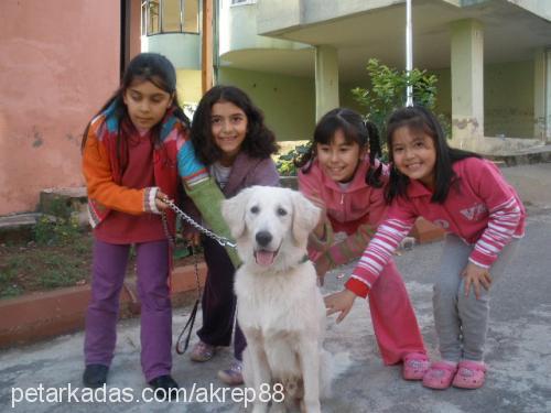 boris Erkek Golden Retriever