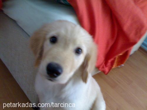 tarÇin Erkek Golden Retriever