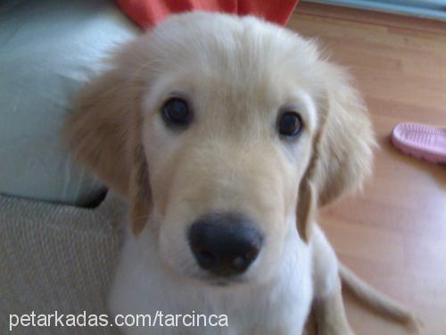 tarÇin Erkek Golden Retriever