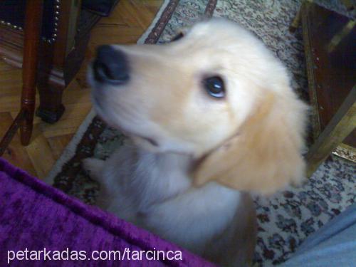 tarÇin Erkek Golden Retriever