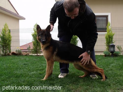 arnika Dişi Alman Çoban Köpeği