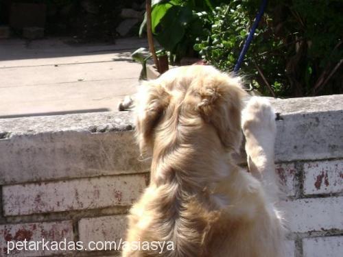 asya Dişi Golden Retriever